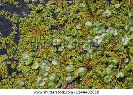 Floating leaves of aquatic fern - Salvinia natans and leaves of frogbit Hydrocharis morsus-ranae