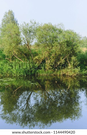 willow bush on river coast, stock photo image