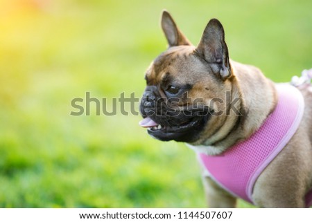 A cute brown french bulldog or pug being walked in a park with a harness