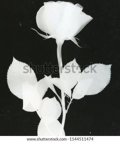 Photogram of a rose Royalty-Free Stock Photo #1144511474