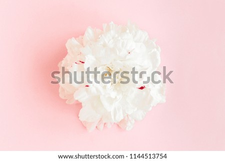 Beautiful, white peony flower on pink background. The texture of a peony. Flat lay, top view. 