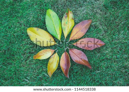 Magnolia leaves gradient on background of green grass. Allegory of aging