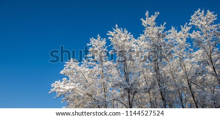 Branches of trees covered with snow against the blue sky in the forest. A sunny winter day. Web banner.