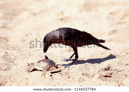 crow on the sand beach in search of food
