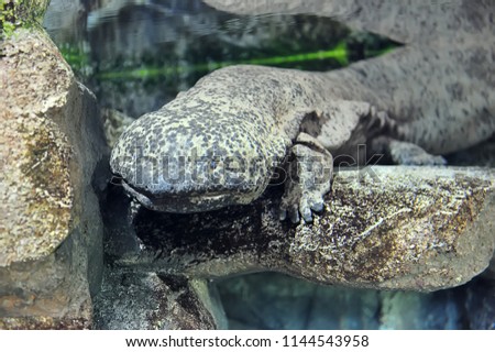 Chinese giant salamander in freshwater aquarium, selective focus. 