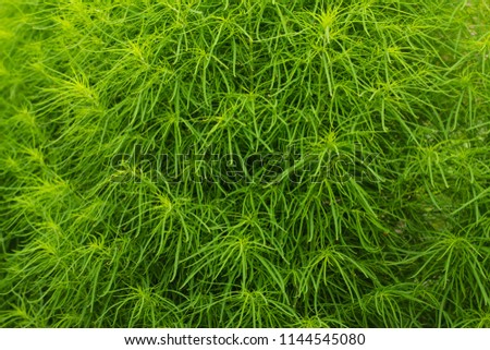 The green texture of the grass on a sunny day, under the direct sunlight creates summer mood and slavery.
Ideal for creating a background design and design.
Grass after a rainy day.