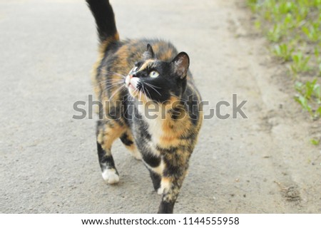 Cat With Three Colors walks down the street