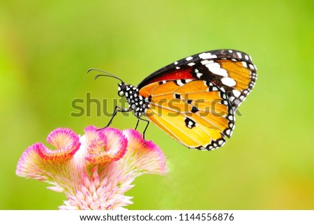 Beautiful thai butterfly.
