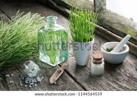 Horsetail healing herbs, bottle of equisetum infusion, mortar and bottles of homeopathic globules. Homeopathy and herbal medicine. Royalty-Free Stock Photo #1144564559