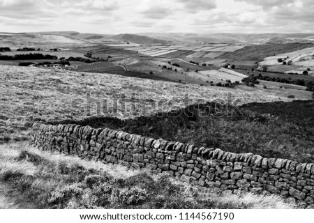 Peak District National Park. England, UK. Beautiful blooming purple heather covering land. Stone wall property field border at foreground. 
Black and white photo.