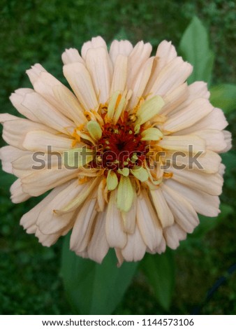 summer orange flower closeup