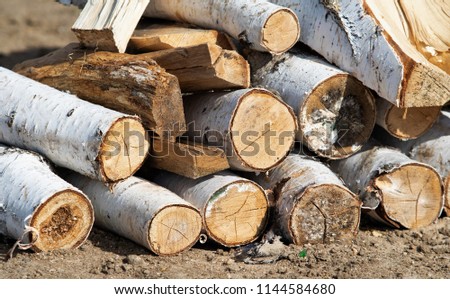 birch firewood on the ground