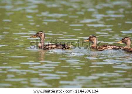 Garganey (Anas querquedula), a bird of the duck family. Females swim along the river, Russia, Novosibirsk Region, Razdelnaya River. Wild nature of Siberia.