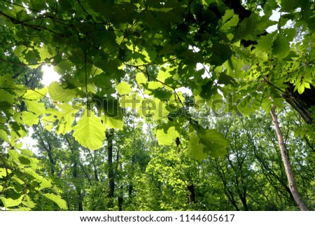 green natural forest and sky