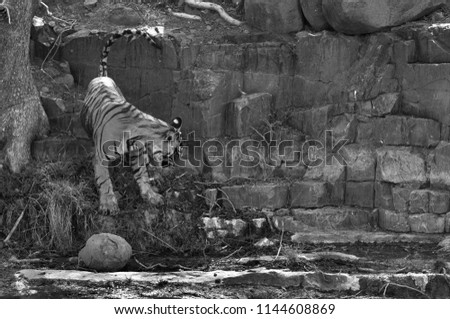 Tigress Ladali cub climbing down, Ranthambore Tiger Reserve