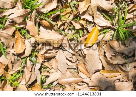 Dried leaves and fresh grass on ground. Brown dry leaves and green grass texture background