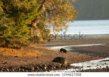 American black bear looking for fish in Canada