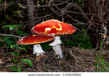 Close up of red Fly Amanita (Amanita Muscaria) in the forest in fall. Autumn colorful scene background in sunlight. Poisonous mushroom.