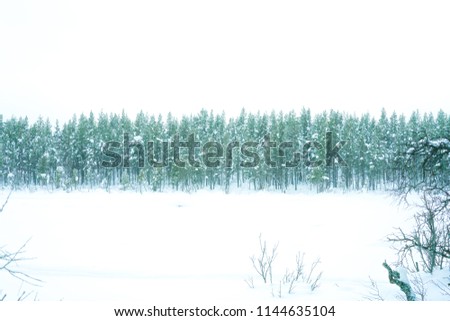 Beautiful pine trees with snow scene everywhere.