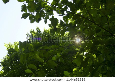 natural backdrop with tree branches and sun light