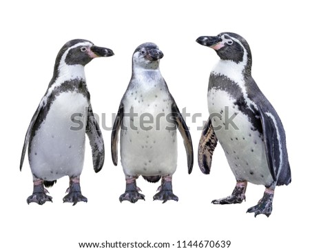 three of  humboldt penguin