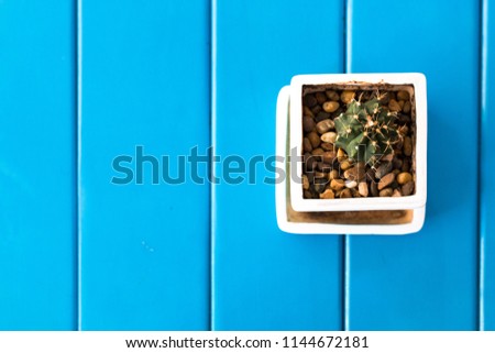 Small cactus on blue wood table.Copy space.