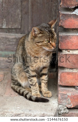 Cat in the country house on stairs looking for a mouse