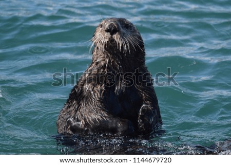 Sea otter at Seward