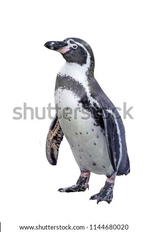  humboldt penguin isolated