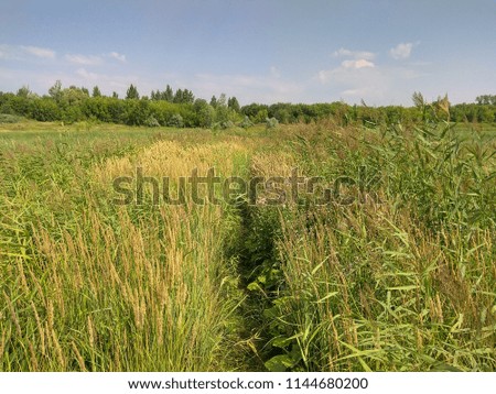 picture of a path among thickets of thick grass and reeds with trees in the distance against a blue sky with clouds
