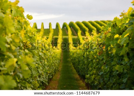 Summer scenery with wineyard rows with unsharp foreground in the evening during golden hour in Rhineland-Palatinate, Germany near the German wine street Royalty-Free Stock Photo #1144687679