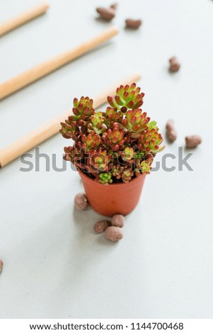 Tools and workplace for transplanting indoor plants. On a light background there are: succulents, pots, tools for transplanting plants, drainage. Plant transplantation at home. Succulents.