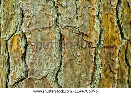 Closeup of tree trunk