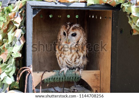 Owl keeping watch
