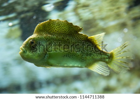  Lumpsucker, lumpfish (Cyclopterus lumpus). Royalty-Free Stock Photo #1144711388