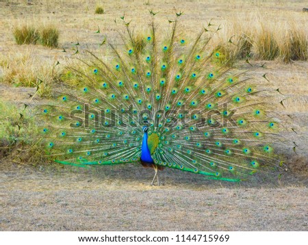 A dancing peacock (peafowl) in Kanha National Park.