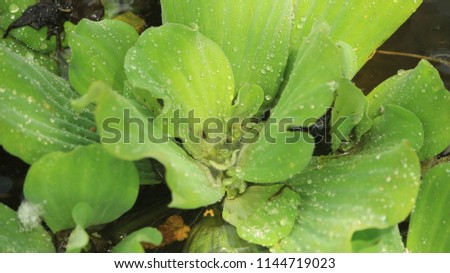 aquatic plants of asia