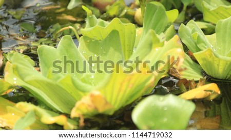aquatic plants of asia
