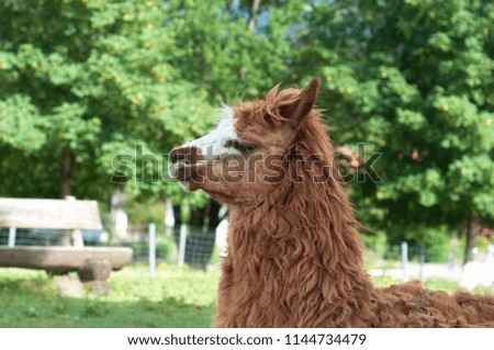 Close up portrait of lama
