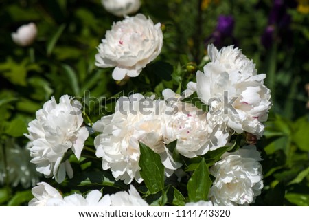 White peonies with unblown buds in the garden. Blooming white peony against a background of blurry green leaves.