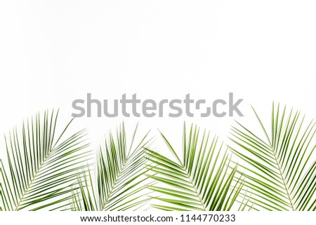 Tropical green palm leaves, leaf on white background. flat lay, top view