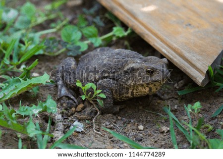 Frog - Toad