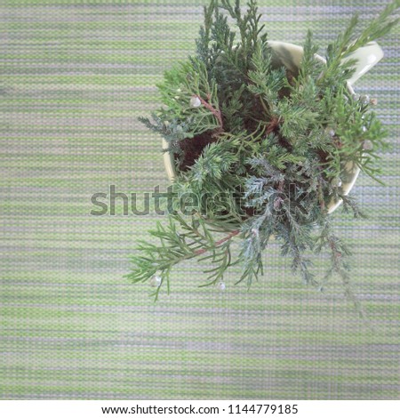 square photograph, a cup full of green juniper and thuja branches, plants in a cup, daylight