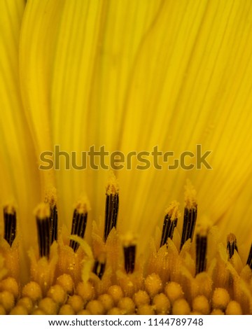 Anthems and leafs of a sunflower - close-up/macro shot