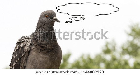 Close-up of a dove on a blurred background, space for text