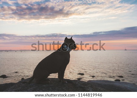 Silhouette of the Amstaff. Silhouette of a dog that sitting on the stone. Sea view on the background.
