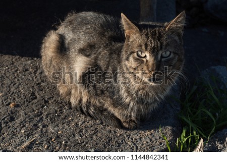 pictures of the Lovely cat as domestic animal in view