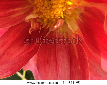 Macro view of a red dahlia flower with a yellow center