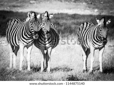 Zebra, in black and white, in the  long grass in the dry landscape of Namibia,Africa, with vignetting effect.