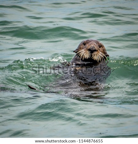 A wild California Sea Otter (Enhydra lutris) with  thick bushy ("mustache") whiskers stares into camera as it swims along the central coast of California in Monterey Bay, near Carmel and Big Sur.
